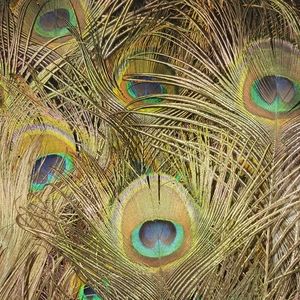 High Quality Peacock Feathers